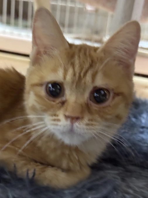 能登から保護した猫達の過酷な状況〜FIPと闘う被災ねこたち〜