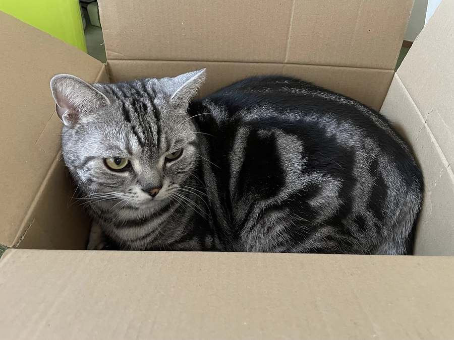 本日の銀時(投薬60日目)