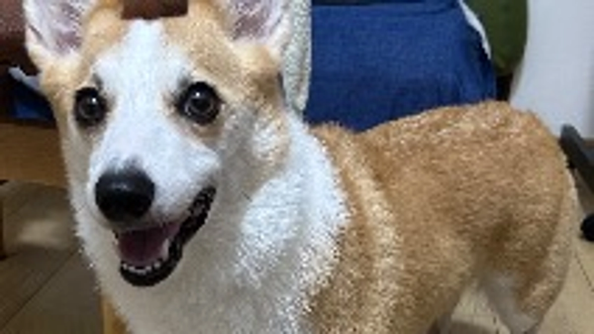 ルウちゃんの様子☀️クラファン終了まであと2日！