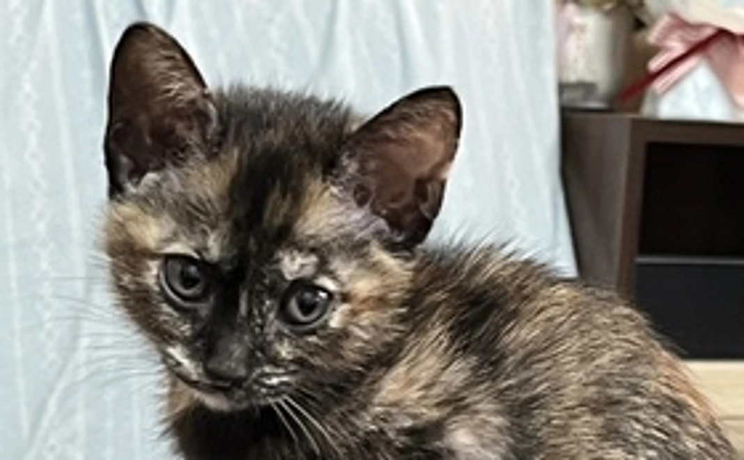 オビン応援ありがとう②感謝のメールと写真付きの経過報告を送らせていただきます。