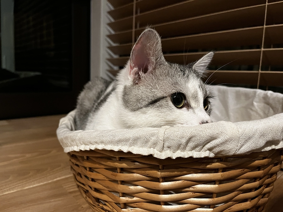 はるの生い立ち