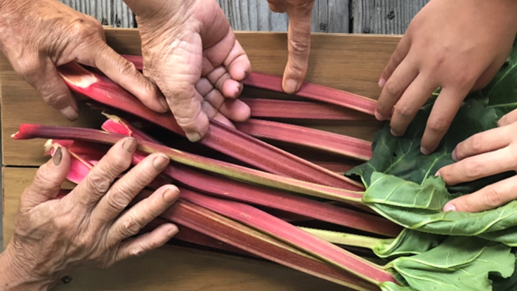 おばあちゃん達の夢を繋ぐ、広島県吉和地域のルバーブの新商品！