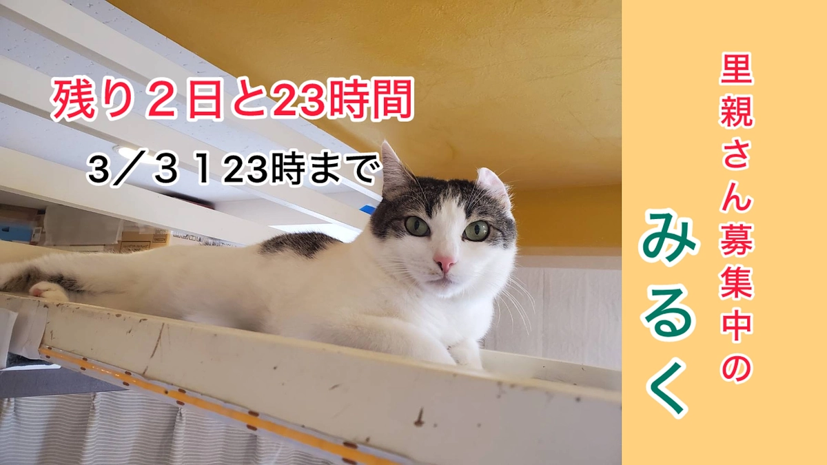 <残り2日と23時間>災害時用避難袋ではなくて避難用ケージについて