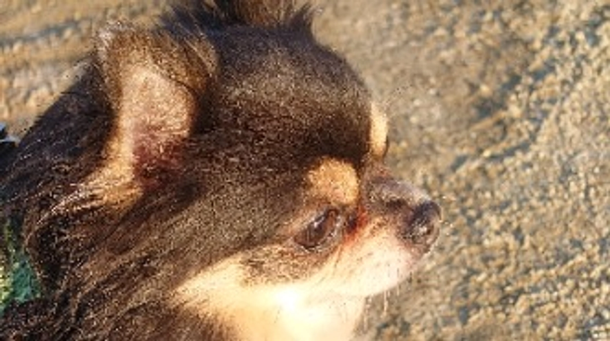 皆さまに最後のお願いです🙏