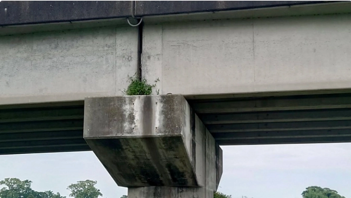 【1200万円突破‼️】子猫のレスキューがありました💦