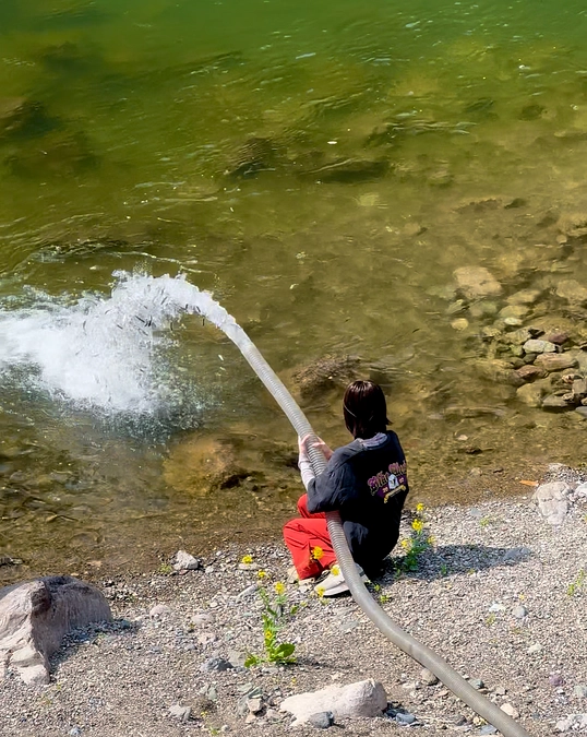 昨日、あゆ放流をお手伝いさせていただきました