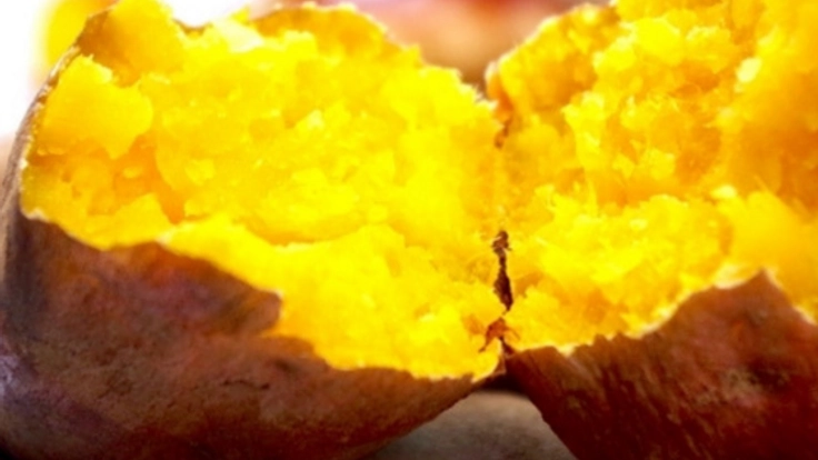 シルクスイートへの全力の愛で『焼き芋屋さん』開業を目指して!