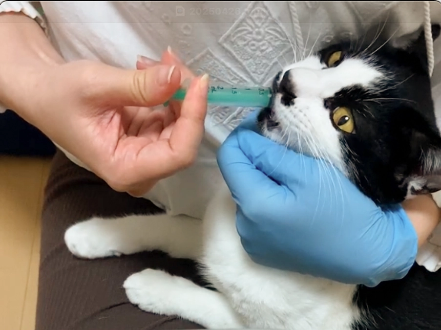 2025年4月26日(土)シドちゃん　FIP治療活動報告