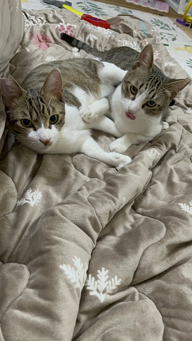 【活動報告】クラウドファンティング、残り3日となりました💦💦💦