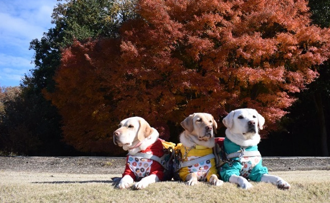 税額控除対象：10,000円コース