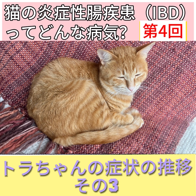 猫の炎症性腸疾患（IBD）について❹