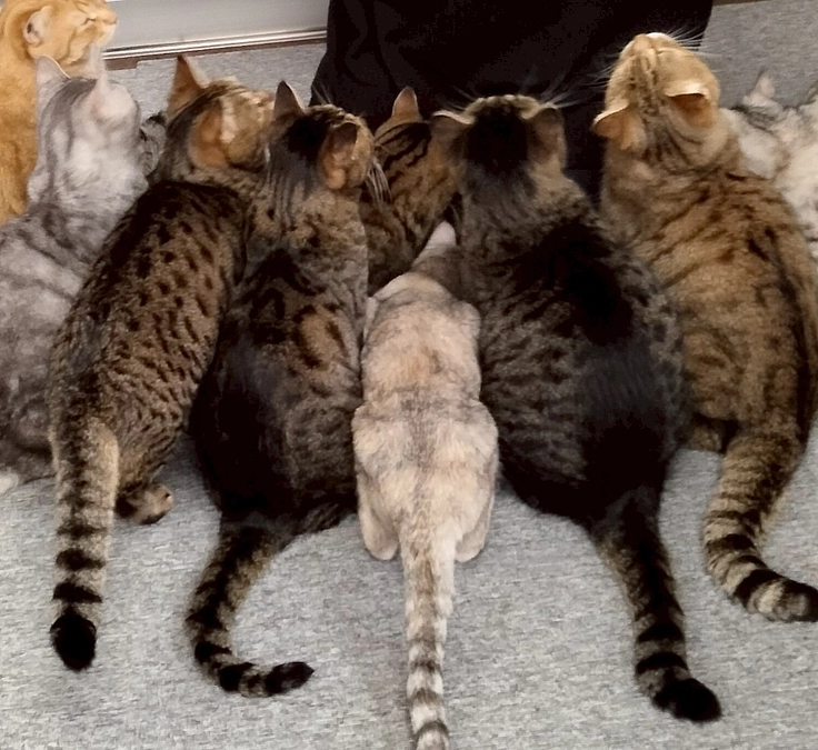 どの子も最期まで猫生を全うしてほしい