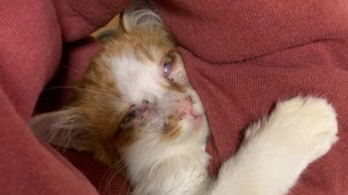 卒業予定の茶トラコンビ