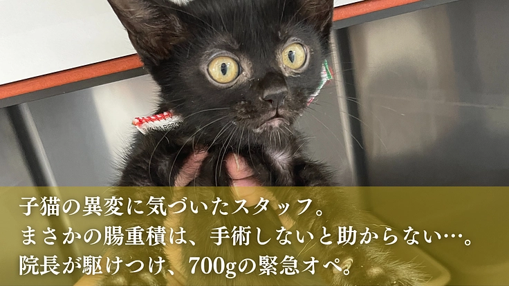 命の線引きをせず全ての猫たちのために。たんぽぽの里、覚悟の挑戦