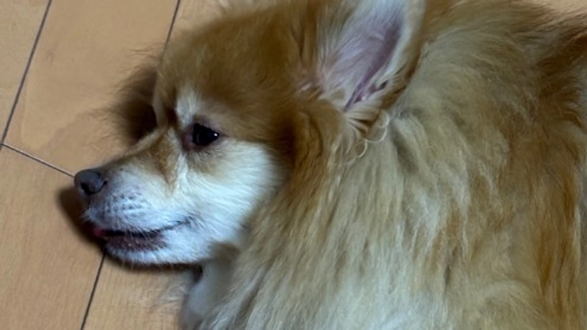 またまた緊急！