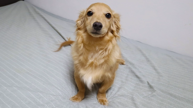 一生投薬が必要です…難病【尺骨形成不全】の治療費用ご支援のお願い