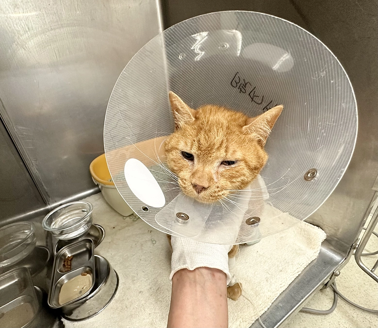 術後落ち着いてます