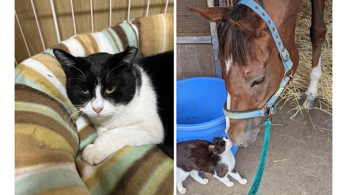 【残り14日！第二目標まであと21万円！】プロジェクトの表紙になっている、ピーちゃんのお話