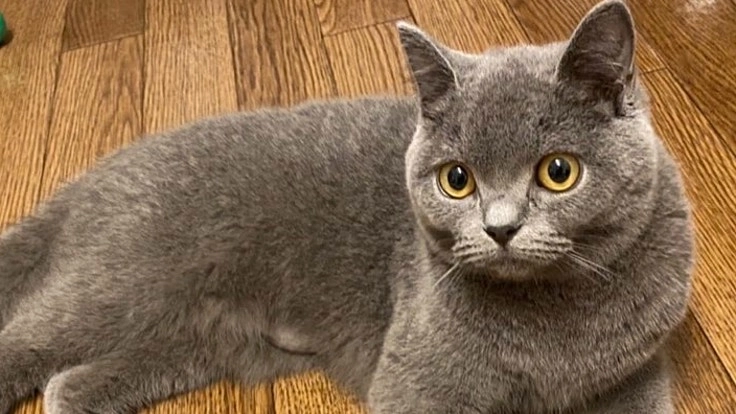 【猫伝染性腹膜炎(FIP)闘病中】ちゃるめへの治療費ご支援のお願い