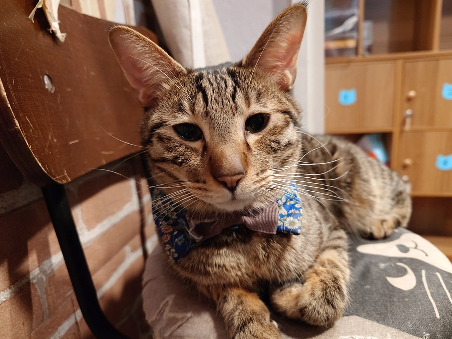 ツナ、FIP発症しました。