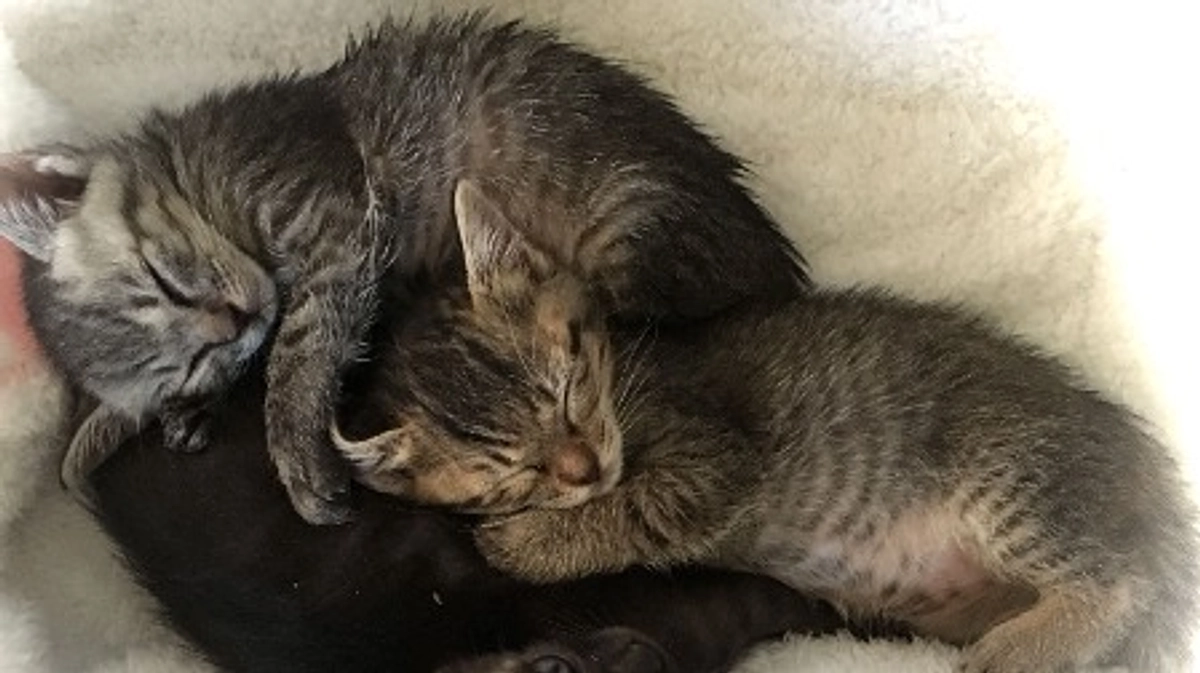 日々成長する避難所の仔猫たち　2023/05/21～06/19