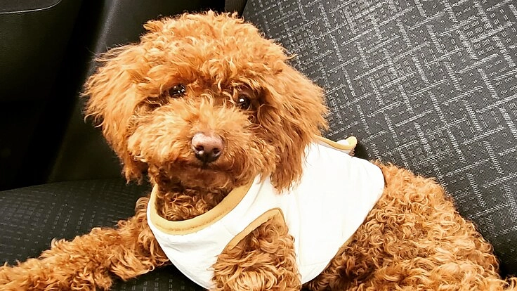 愛犬むぎの両足膝蓋骨脱臼と両足股関節の手術費のご支援をお願いします