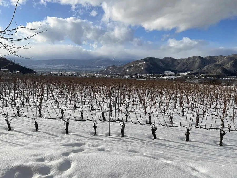 イベントのお知らせ