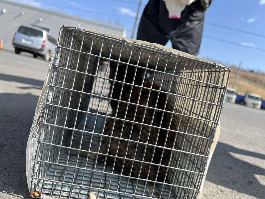 助けて。声なき叫びがブルドーザーの影から走ってきた──やまぶきちゃんのこと