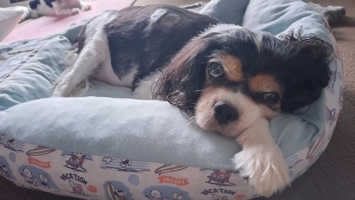 11月25日ハニーの様子とかかりつけ受診