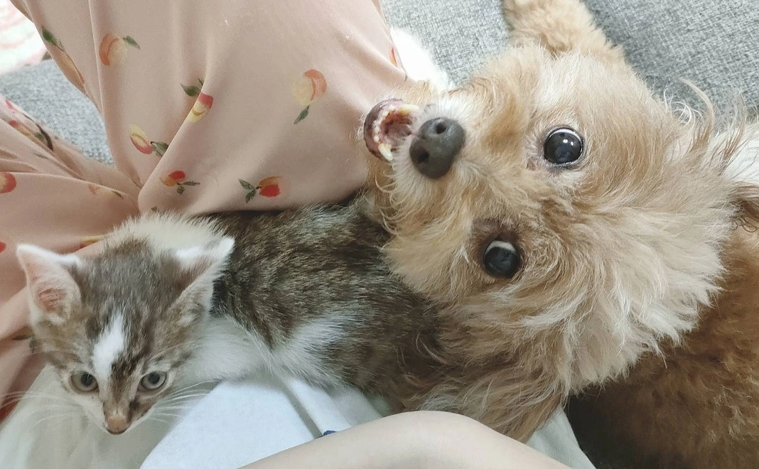 ちゃわちゃんを守ってあげたい2