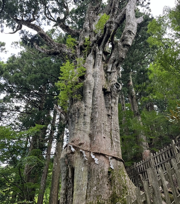 樹齢3000年神代杉