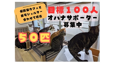 オハナサポーター募集｜保護老猫たちのケアと持続可能な活動へ向けて のトップ画像
