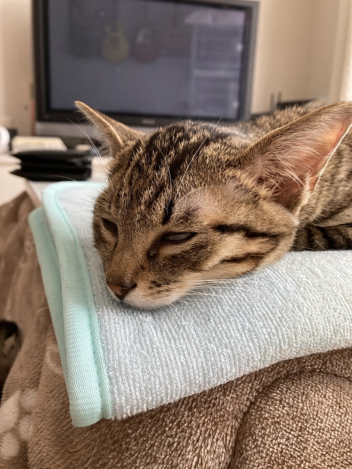 免疫介在性溶血性貧血の鮪君の容態