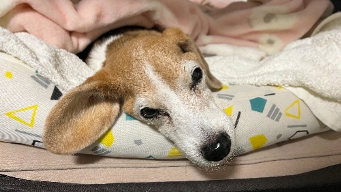 11/16 今朝早くに嘔吐がありました。