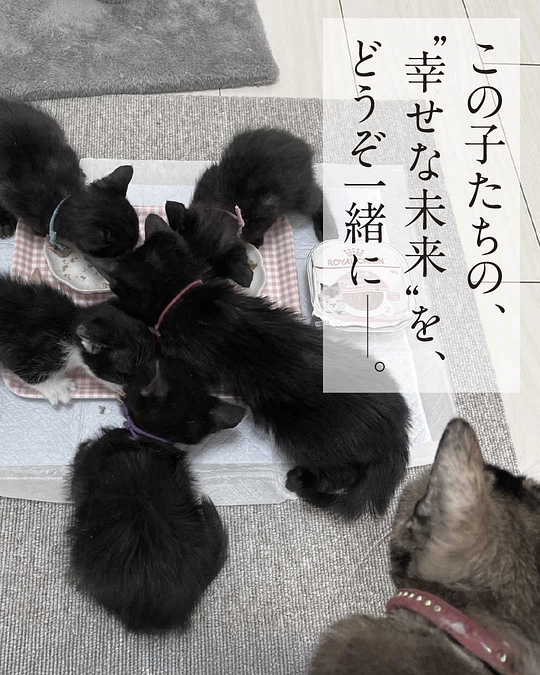 🐾2026年版・保護ねこ支援カレンダーセット販売予約受付終了のお知らせ🐾