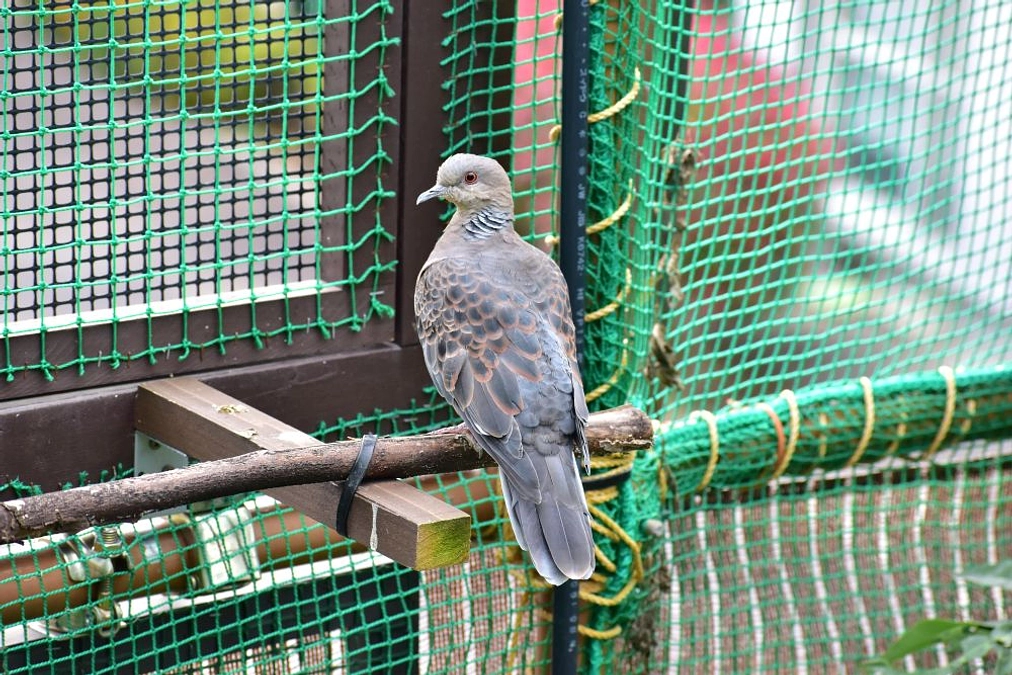 【保護情報】ネコに襲われていたキジバト