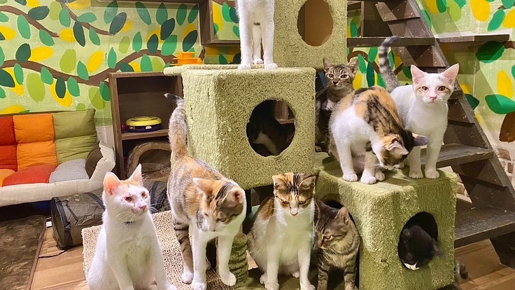 保護猫の楽園笑にゃんこ王国サポーター募集