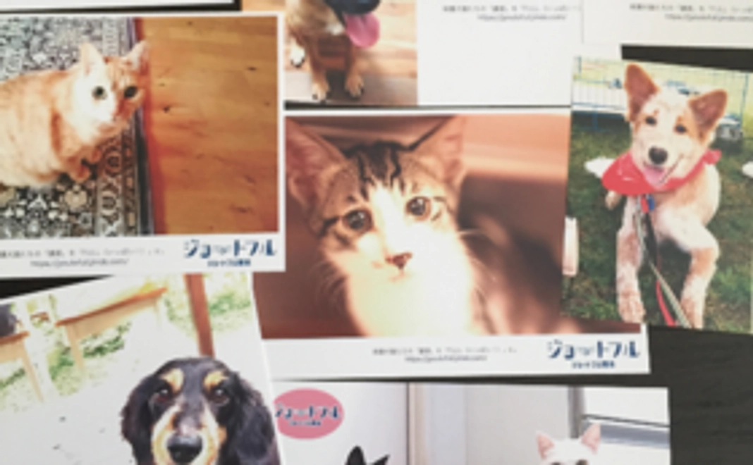 オリジナル保護犬猫ポストカード