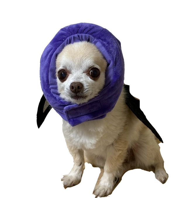 コスプレ ブルーベリー？