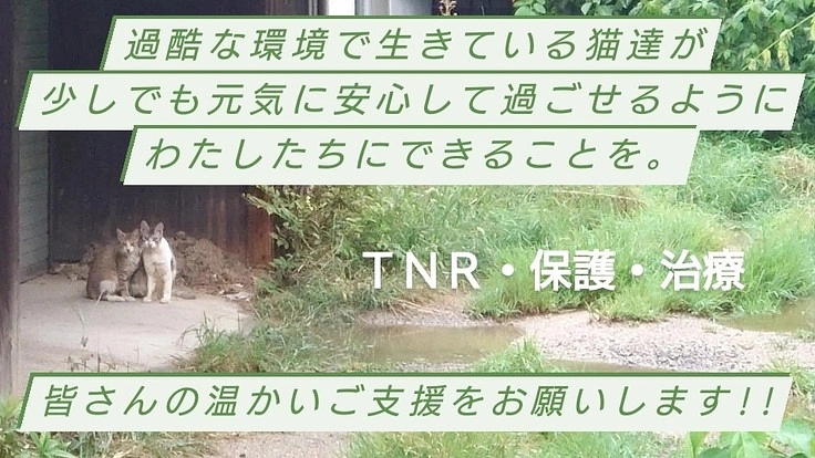 猫達のためにできることを!ご支援お願いします!!