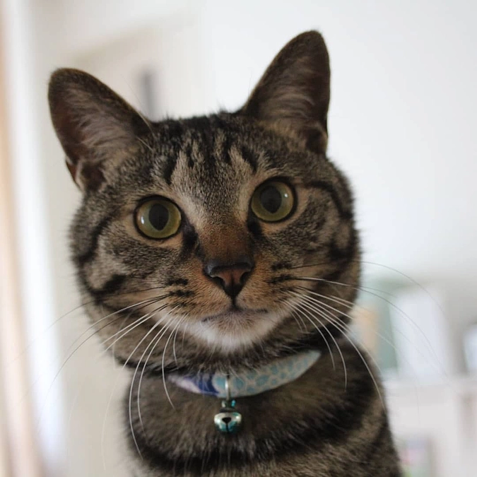 【 56%！あと少しで60%  】ととの森の取組み！オンライン譲渡会で、猫たちのストレス軽減を