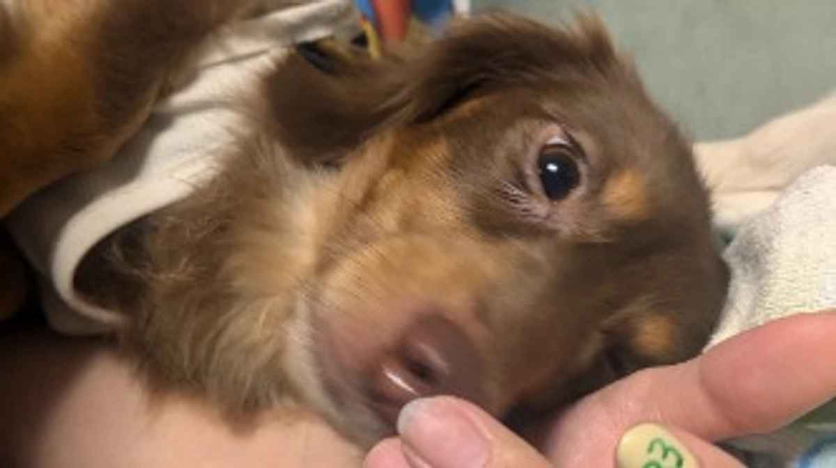 クラファン終了まで残り5日。