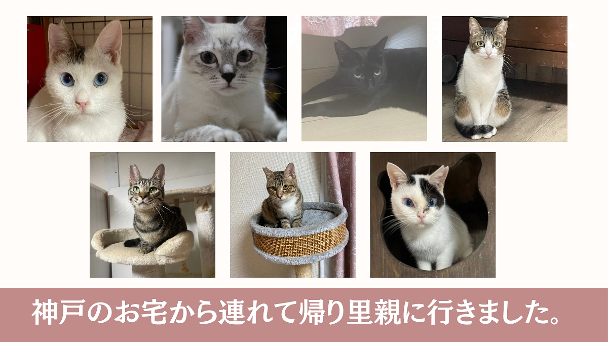 前回のネクストゴールでお願いした 【お掃除が行き届いていない神戸のお宅の猫たち】について