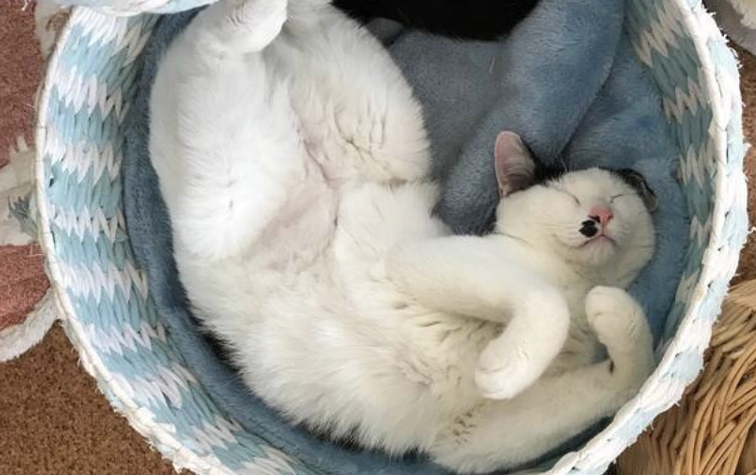 ボランティアスタッフによる応援リレーVol6