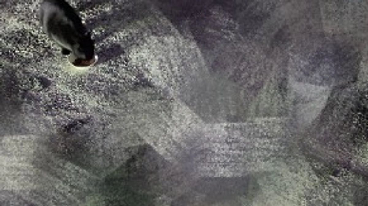 2/14 今日の猫たちです。皆沢山食べてくれました。