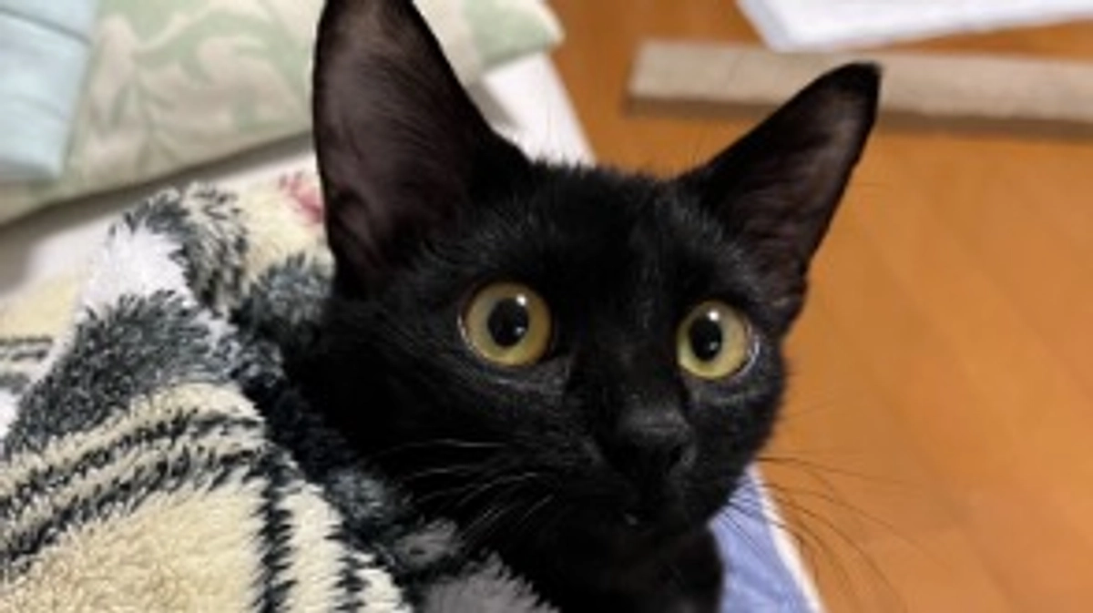 リターンのお礼メールを送信しました。