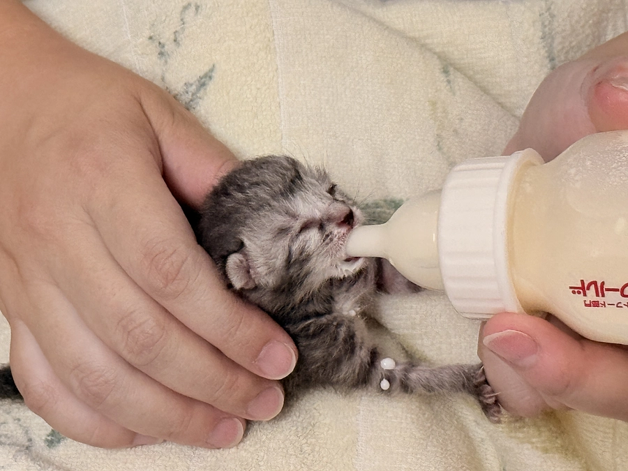 臍の緒がついた生後間もない子猫