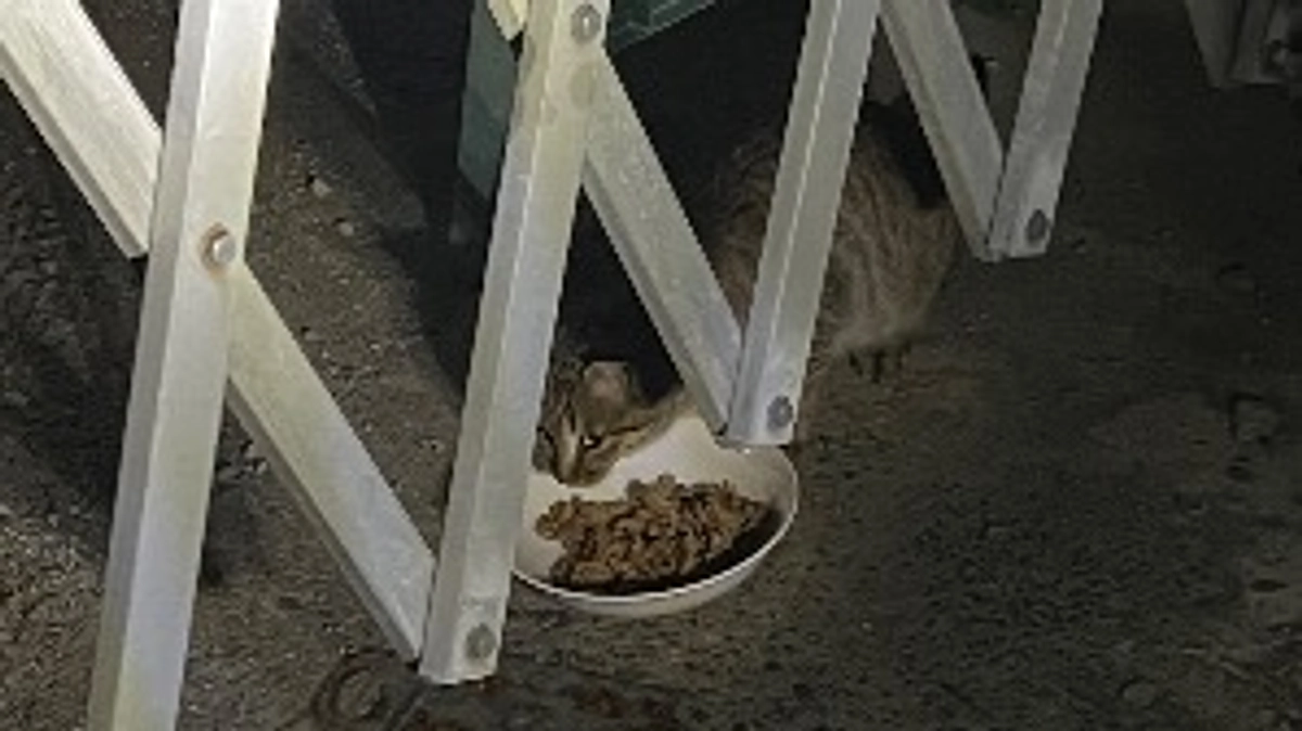 今回のTNRについて