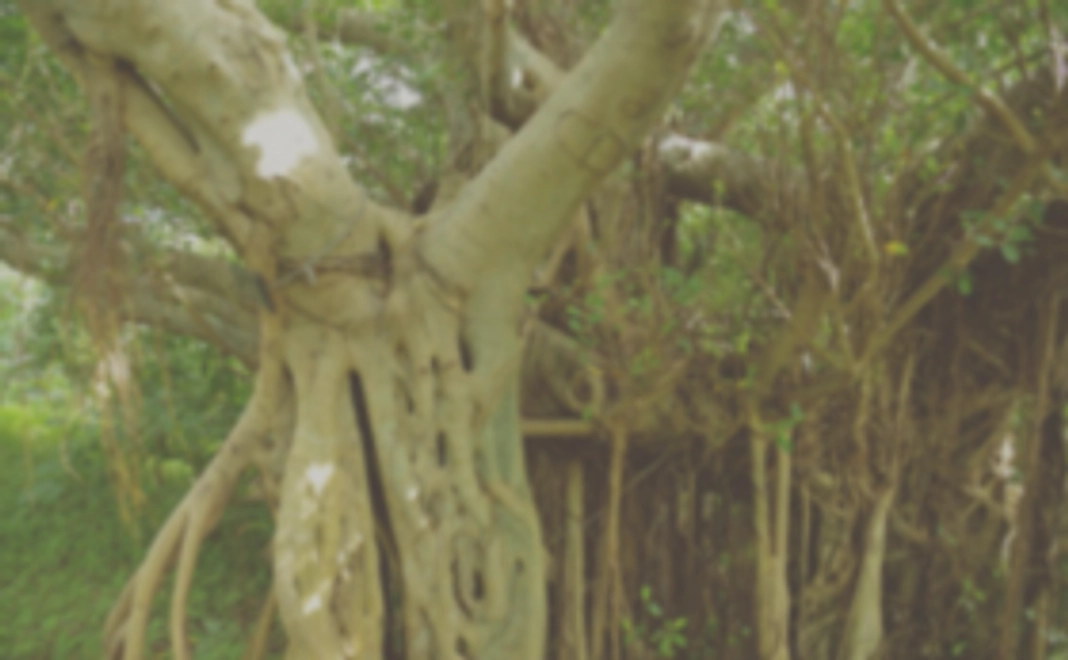 【tomarigiの根っこ】