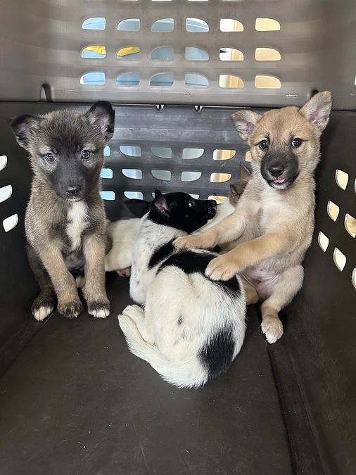 パピーケアボランティア二期生